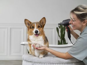 Soins et promenades d'animaux de compagnie