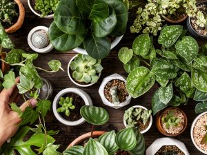 fond-plante-interieur-verte-pour-amateurs-plantes (1)
